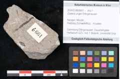 Foto (Objekt + Etikett) von Zostera ungeri Ettingshausen (NHMW-GEO-2024-0188-6661)
